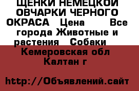 ЩЕНКИ НЕМЕЦКОЙ ОВЧАРКИ ЧЕРНОГО ОКРАСА › Цена ­ 1 - Все города Животные и растения » Собаки   . Кемеровская обл.,Калтан г.